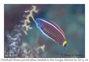 Chiseltooth Wrasse