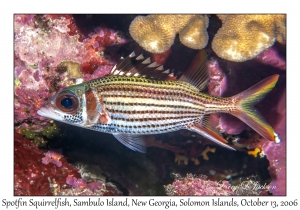 Spotfin Squirrelfish