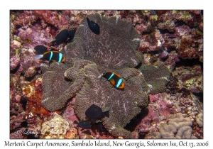 Merten's Carpet Anemone