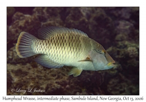 Humphead Wrasse