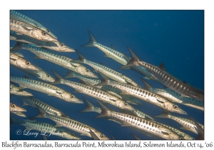 Blackfin Barracudas