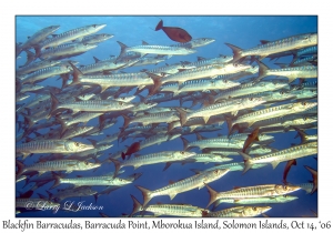 Blackfin Barracudas