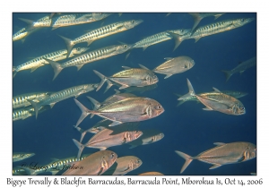 Bigeye Trevally & Blakcfin Barracudas