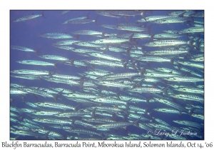 Blackfin Barracudas