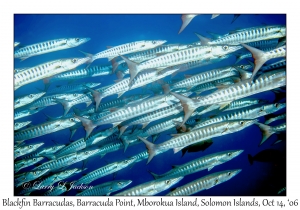 Blackfin Barracudas