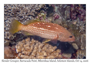 Slender Grouper