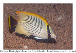 Chevroned Butterflyfish