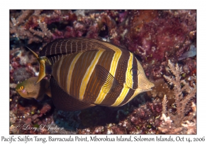 Pacific Sailfin Tang