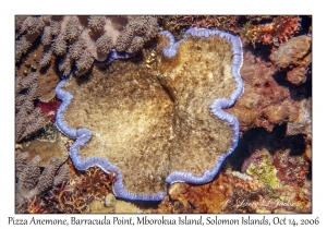 Pizza Anemone