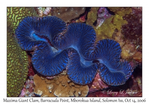 Maxima Giant Clam