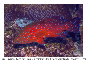 Coral Grouper