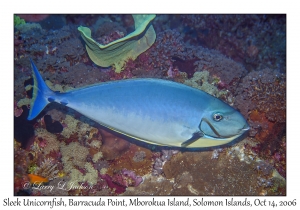 Sleek Unicornfish