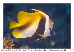 Masked Bannerfish