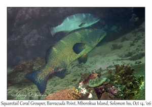 Squaretail Coral Groupers