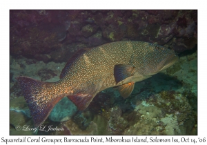 Squaretail Coral Grouper