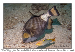 Titan Triggerfish