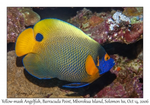 Yellow-mask Angelfish