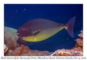 Sleek Unicornfish