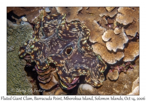 Fluted Giant Clam