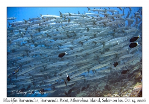 Blackfin Barracudas