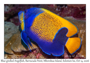 Blue-girdled Angelfish