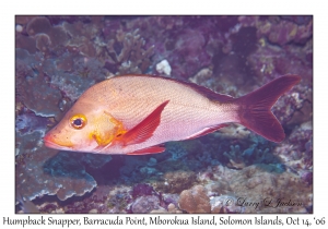 Humpback Snapper