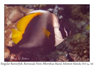 Singular Bannerfish