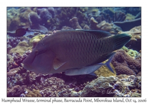 Humphead Wrasse