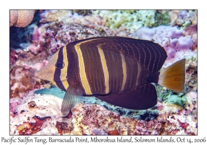 Pacific Sailfin Tang