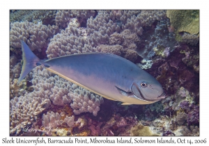 Sleek Unicornfish