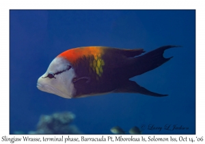 Slingjaw Wrasse