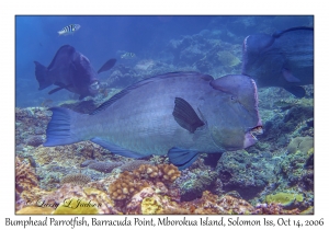 Bumphead Parrotfish