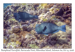 Bumphead Parrotfish