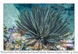 Thorny Feather Star
