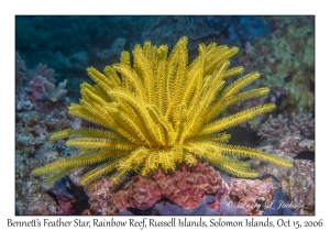 Bennett's Feather Star