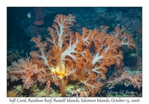 Soft Coral