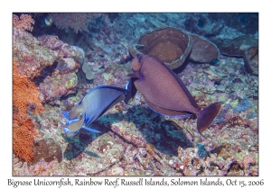 Bignose Unicornfish