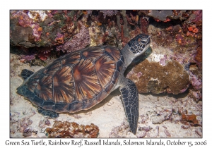 Green Sea Turtle