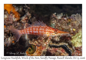 Longnose Hawkfish