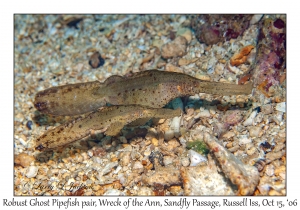 Robust Ghost Pipefish