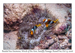 Beaded Sea Anemone, Clark's Anemonefish & eggs