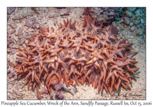 Pineapple Sea Cucumber