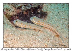 Orange-dashed Goby