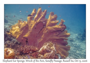 Elephant Ear Sponge