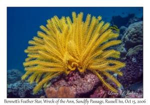 Bennett's Feather Star