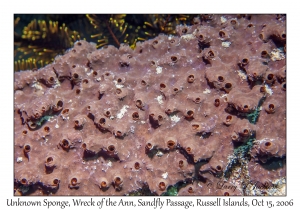 Unknown Sponge