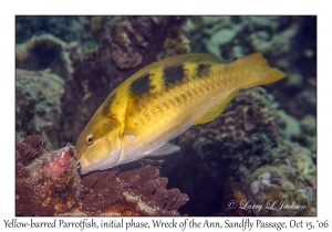 Yellow-barred Parrotfish