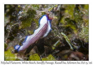 Undescribed Polyclad Flatworm