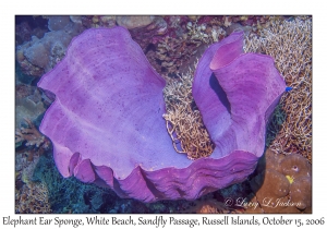 Elephant Ear Sponge