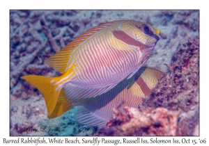 Barred Rabbitfish